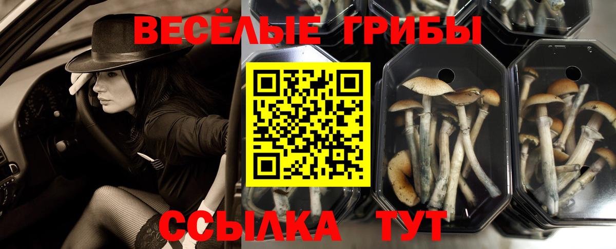 Псилоцибиновые грибы ЛСД  Галлюциногенные грибы Cubensis  Вход с VPN  Баксан 